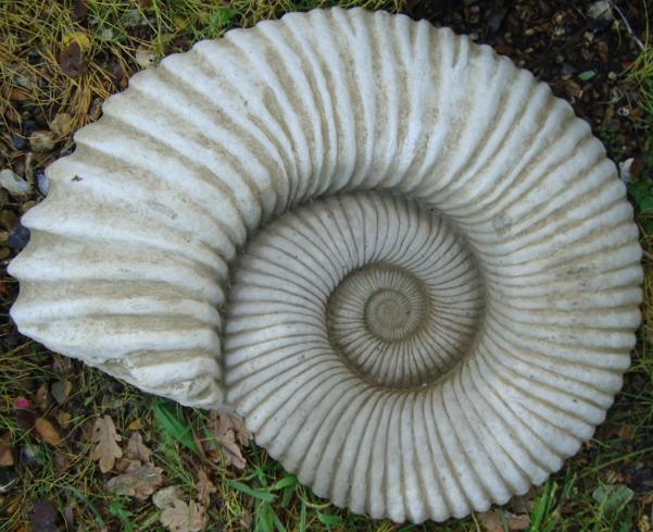 Large Ammonite ADW8012